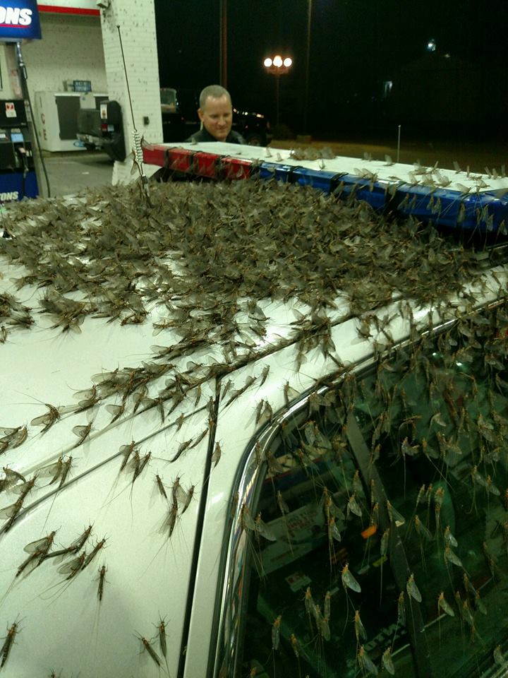mayfly1