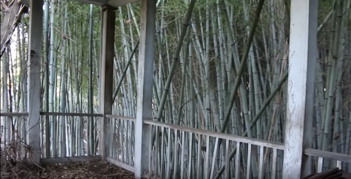 Treehouse3