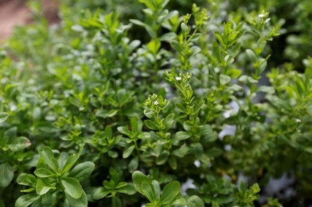 tagreuters.com2016binary_LYNXNPEC8517F-VIEWIMAGE