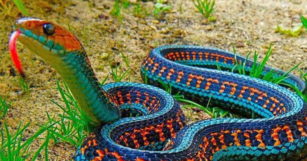 Deadliest Snakes The Most Dangerous Ever Found On The Planet - Riset